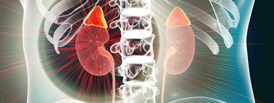 Metabolism And Endocrinology