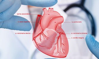 Cardiology And Cardiac Surgery